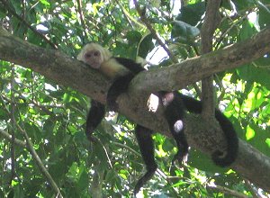 Monkeys at Manuel Antonio Park- 1/22/08